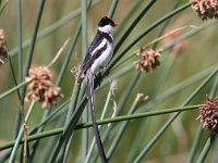 frieda 150  Pin tail Whydah - Frieda Prinsloo 2014 : frieda